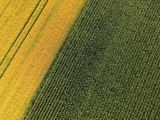 Aerial view of corn and barley field