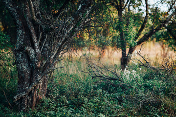 Obraz premium Scary, chaotic, garden with old lichen tree and dry branches on the ground