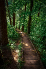 Fototapeta na wymiar Wooden stairs in a park