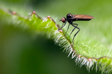 Very small fly on the green hairy leaf