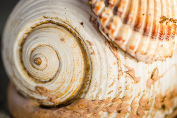 Sea shells glued on the wall 