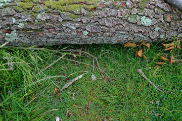 Fallen tree