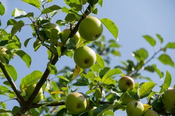 Apples on the tree. Slovakia