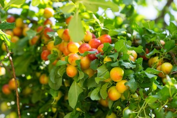 Cherries on the tree. Slovakia