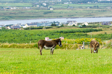 Esel Irland irisch Hügel berge