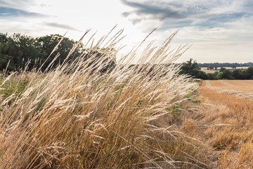 fields around Birchanger