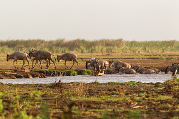 Migrazione degli gnu in Tanzania attraversamento fiume