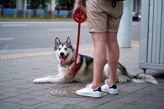 Portrait of a malamute dog on a red leash while being walked in the street. Husky dog has black and white coat color.