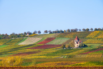 Weinberg in Rheinhessen im Herbst