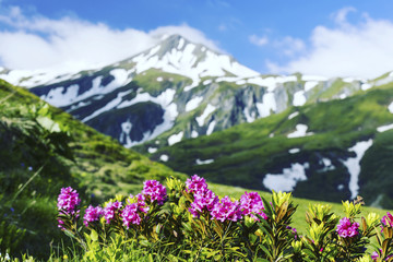 Fototapeta premium Alpine meadow with potentilla flowers blooming on Whistlers mountain in Jasper National Park Canada
