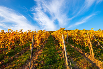 Naklejka premium Weinberge im Rheingau im Herbst