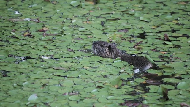 Nutria swimming in a lily filled pond in Washington at Steigerwald Wildlife Refuge