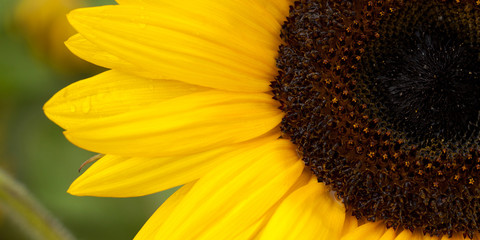 flower of a sunflower ripening in a field