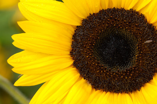 flower of a sunflower ripening in a field