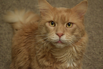 Naklejka premium red cat Maine Coon looks at the camera