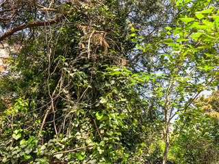 Green blossom trees and plants in the city yard in suny day. Close up shot
