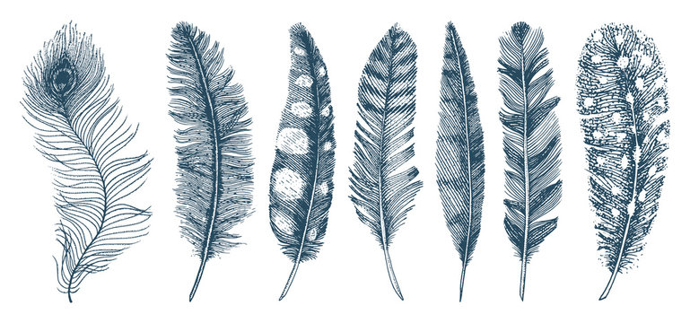 Set of Rustic realistic feathers of different birds, owls, peacocks, ducks. engraved hand drawn in old vintage sketch. Vector illustration.