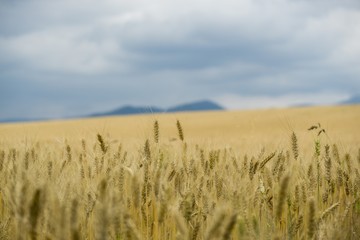 Fields and mountains. Slovakia