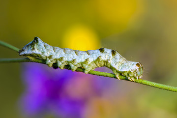 A green caterpillar with a beautiful pattern
