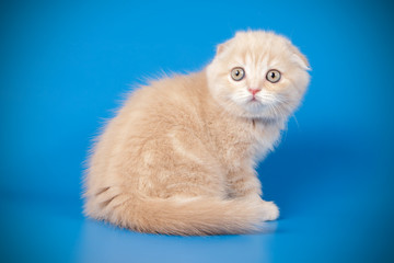 scottish fold shorthair kitten