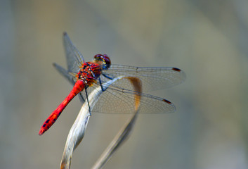 Common Darter  Red  Dragonfly  Symetrum Strriolatum on Grass. © harlequin9