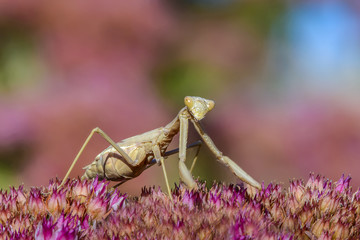 The female mantis iris polystictica