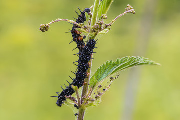 Several black caterpillars of aglais io