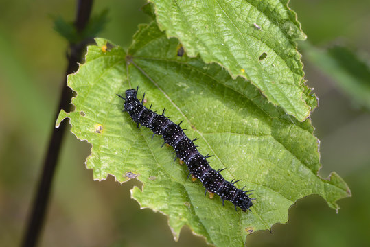 Black caterpillar of aglais io