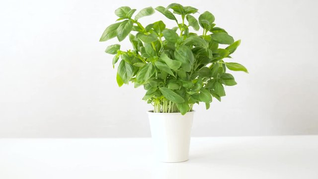 healthy eating, gardening and organic concept - green basil herb in pot on table