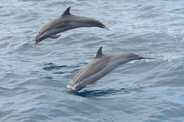 Two dolphins jumping out of the water