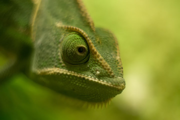 Veiled Chameleon Close Up