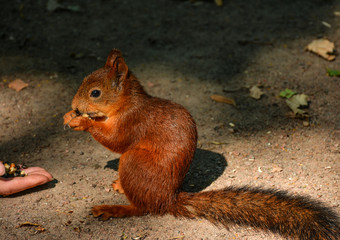 Feeding squirrels in the Park of Pavlovsk.