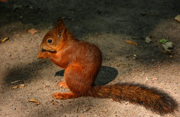 Feeding squirrels in the Park of Pavlovsk.