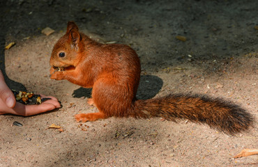 Feeding squirrels in the Park of Pavlovsk.