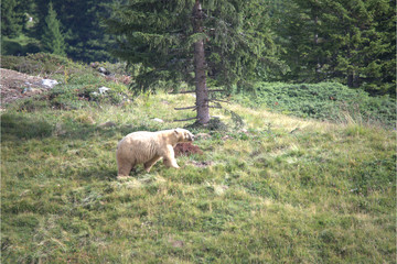 Braunbär
