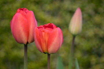 Tulpen