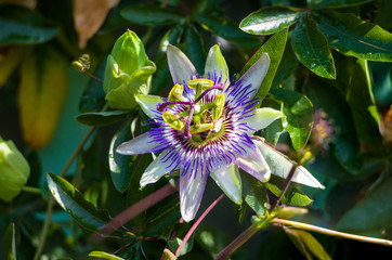 passion flower Passiflora caerulea Passionflower against green garden background