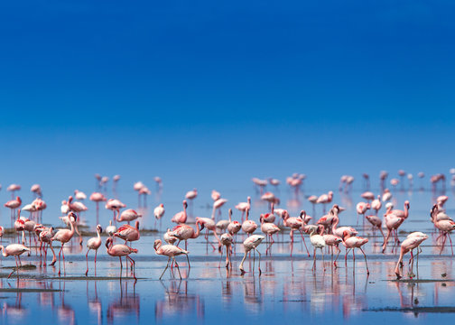 Fenicotteri rosa e fenicotteri minori a Lake Natron in Tanzania