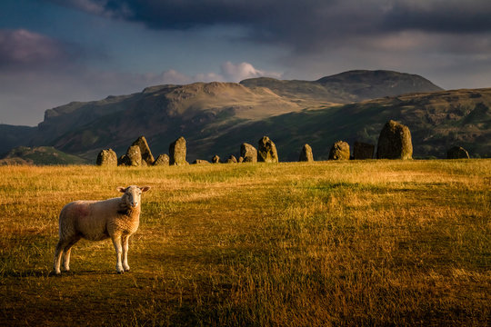 Spectacular view of Castlerigg stone circle with a sheep on a moody summer day in the Lake District Cumbria, United Kingdom.