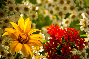a bouquet of bright spring flowers of various types