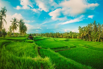 Papier Peint photo Nature Champ de riz en terrasses vertes. Fond de paysage naturel. Ubud. Bali, Indonésie