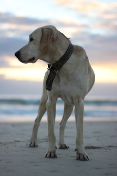 Dog in the Beach