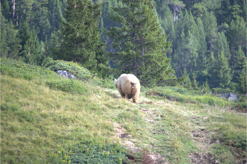 Braunbär in den Bergen am Pragelpass