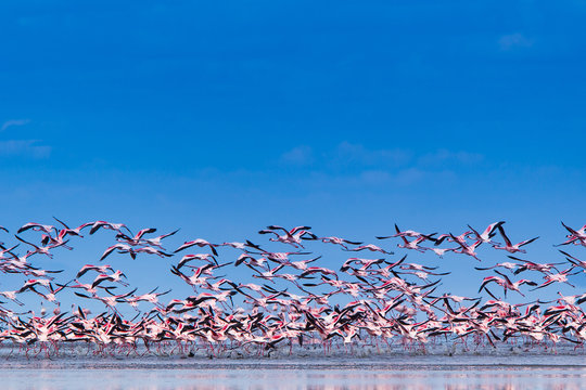 Fenicotteri rosa e fenicotteri minori a Lake Natron in Tanzania