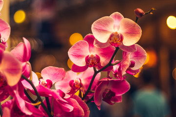 Fototapeta na wymiar Красивые розовые орхидеи, цветы в Таиланде