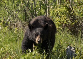 Black Bear, Yellowstone National Park, Wyoming, USA