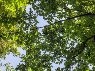 Green blossom trees in the city yard in suny day. Close up shot