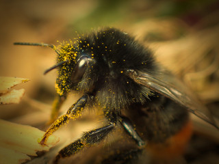 Close up of a bee covered in pollen.