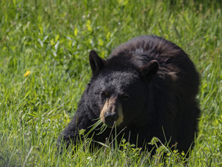 Fototapeta premium Black Bear, Yellowstone National Park, Wyoming, USA