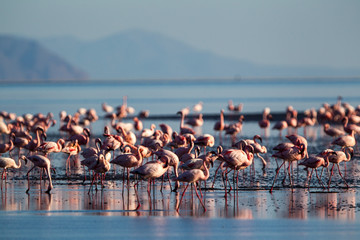 Fenicotteri rosa e fenicotteri minori a Lake Natron in Tanzania - 216198592